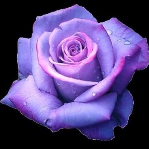 Meet your Posher, Aurora